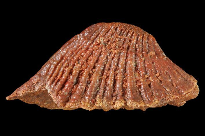 Fossil Sawfish Dermal Denticle - Kem Kem Beds, Morocco #72763